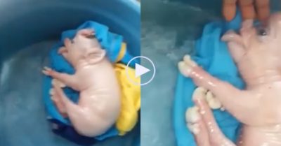 Video: Heo con sinh ra mang ngoại hình lạ, không có lỗ mũi