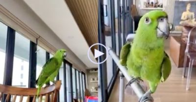 Video: Con vẹt bị quê… khi hát ‘ôi con sông quê’ mà quên lời