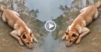 Video: Chú chó nằm dài ngâm mình rồi chơi trò thổi bóng nước