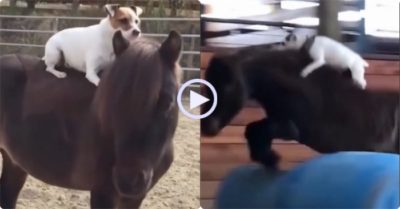 Video: Chú chó nhảy lên lưng ngựa, vượt qua chướng ngại vật dễ dàng