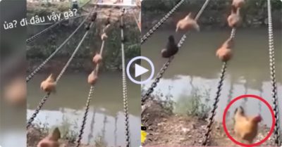 Video: Đàn gà nối đuôi nhau đi thăng bằng qua cầu dây và kết cục bất ngờ