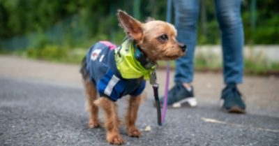 Đội tuần tra chó cưng giúp trông chừng và giữ an toàn cho trẻ em ở Tokyo