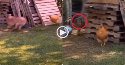 Video: Hài hước chó và gà chạy đuổi bắt trong sân vườn