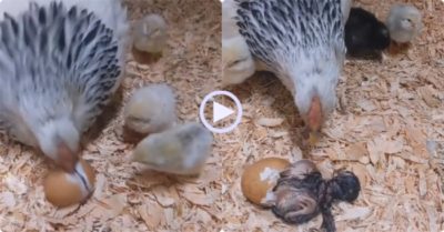 Video: ‘Ngủ quên’ trong vỏ trứng, gà mẹ liên tục mổ đánh thức gà con chui ra ngoài