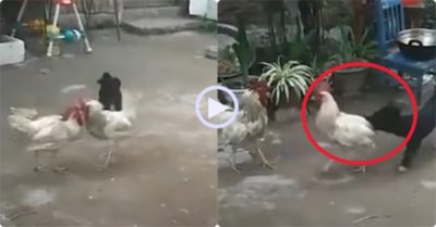 Video: Thấy đôi gà trống mổ nhau, cún con lao vào ngoạm cánh và đuôi can ngăn
