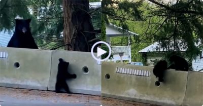 Video: Gấu mẹ khích lệ con của mình leo lên rào cản