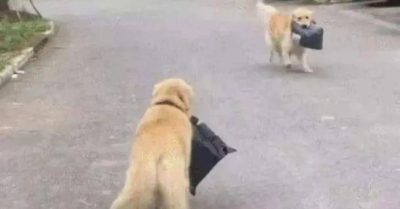 Chó gâu đần đi lấy hàng cho chủ nhân, trên đường trở về gặp một cảnh tượng cười ra nước mắt