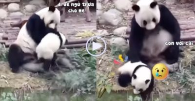 Video: Gấu con bị mẹ tét mông vì mải chơi không chịu về nhà ngủ