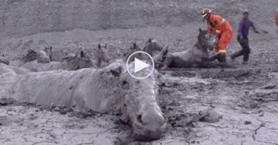 Video: Giải cứu 18 con ngựa mắc kẹt trong vũng bùn khi uống nước