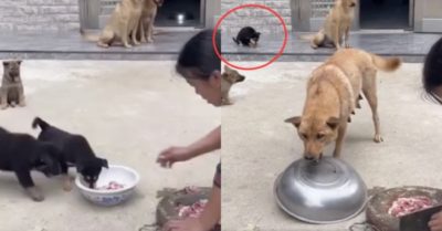 Video: Chó mẹ ngoạm cái thau ra đậy tô thịt khi đàn con quậy phá, đòi ăn