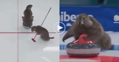 Video: Trò chơi thú vị đang hot trên internet dành cho bầy hải ly