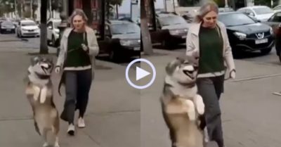 Video: Ngáo ngơ nhảy lò cò bằng 2 chân khi cô chủ cho đi dạo phố