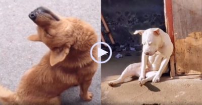 Video: Bản lĩnh thì có nhưng buồn ngủ không chịu được