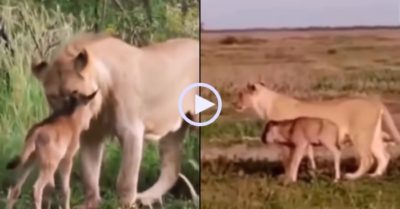 Video: Linh dương đầu bò con ngây thơ nhầm sư tử là mẹ