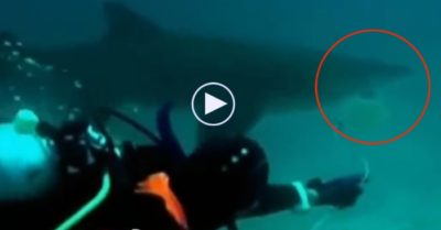 Video: Thợ lặn liều mình đuổi theo, gỡ lưới mắc kẹt trong hàm răng cá mập