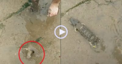 Video: Màn bắt tôm tít qua hai cái lỗ nhỏ trên bùn của ngư dân