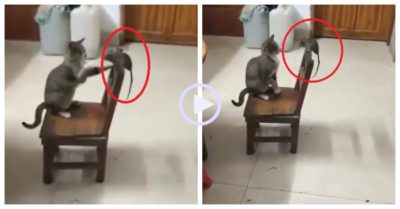 Video: Chuột đứng yên chấp nhận khi bị mèo liên tục tung cước