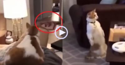 Video: Mèo cưng ngơ ngác, đứng bằng 2 chân khi chủ ‘biến mất’ sau màn ảo thuật