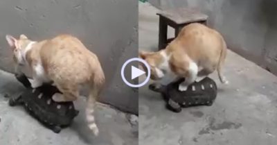 Video: Rùa bò từ từ, chậm rãi chở mèo đi ‘ngao du’