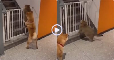 Video: Cún dùng chân bế mèo ú leo cửa sắt trốn đi chơi, vì béo quá nên đành bất lực