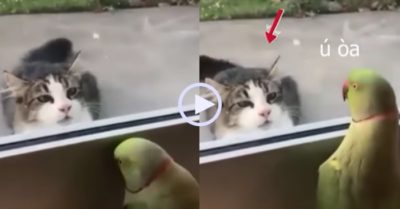 Video: Vẹt chơi ú oà với mèo qua ô cửa kính mà không chán