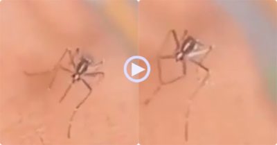 Video: Con muỗi muốn gãy luôn vòi khi chích phải làn da ‘sắt’
