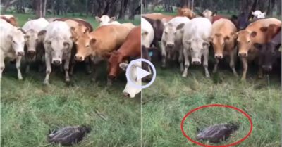 Video: Đàn bò hóng hớt nhiều chuyện khi thấy con vật ‘lạ’ nằm trên bãi cỏ