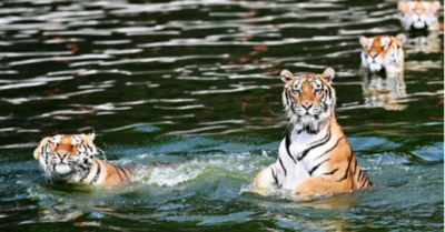 Nhiều loài thú có nguy cơ tuyệt chủng ở Vườn thú Trung Quốc sắp chết đói vì thiếu thức ăn