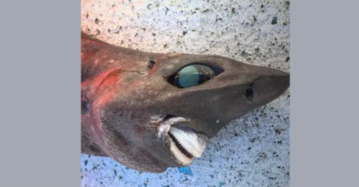 Ngư dân Úc bắt được loài ‘cá mập’ kỳ dị ở độ sâu 650 mét đại dương