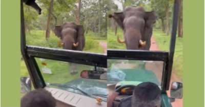 Video: Tài xế điêu luyện lái xe giật lùi thoát khỏi màn rượt đuổi tấn công của voi