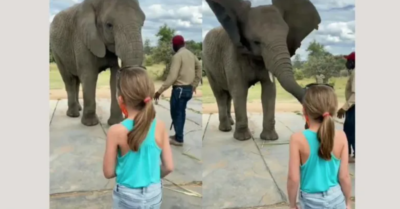 Video: Chú voi bắt chước hoàn hảo các điệu nhảy của cô bé khiến dân mạng kinh ngạc