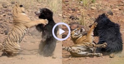 Video: Bị hổ tấn công, gấu mẹ gầm lên đáp trả, tạo nên trận chiến đầy kịch tính