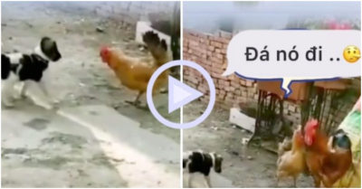 Video: Gà trống no đòn vì để cún con bắt nạt gà mái