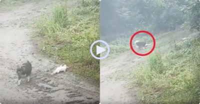 Video: Vịt diễn xuất lăn ra giả chết, thoát khỏi rượt đuổi của cún con