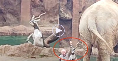 Video: Dùng vòi đẩy linh dương không được, voi kêu lên rất to để gọi người đến cứu