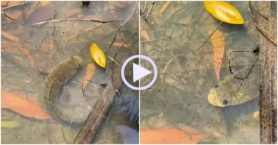 Video: Cá lóc dùng cả thân mình bảo vệ đàn con nhỏ