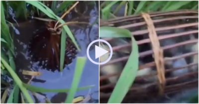 Video: Trúng đậm mẻ cá rô đồng khi thăm bẫy