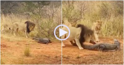 Video: Lên bờ tắm nắng, cá sấu bị đàn sư tử mai phục