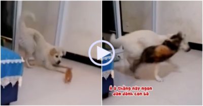 Video: Chú chó giận dỗi vì bị mèo đánh oan