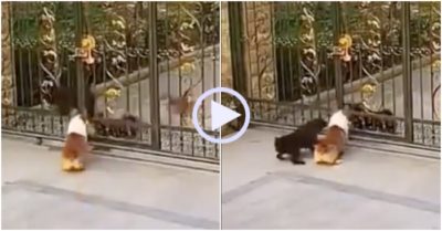 Video: Bị ức hiếp chó đen chạy vào nhà gọi bạn ứng cứu