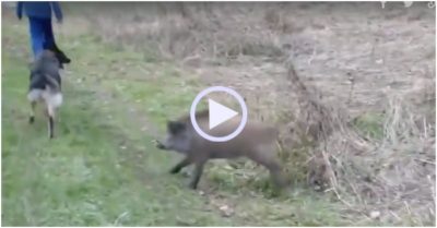 Video: Lợn rừng phản công chó becgie ‘cúp đuôi’ tháo chạy