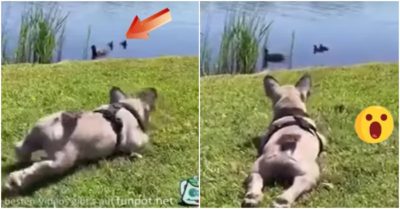 Video: Cún con vụng về tìm cách bắt vịt