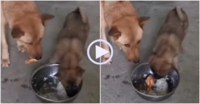 Video: Thương con ăn cơm trắng, chó mẹ nhường lại miếng thịt ngon