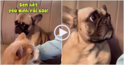 Video: Cún con tủi thân vì thấy chủ cưng nựng mèo