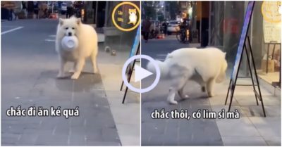 Video: Chó cưng đi ra đi vào cắp theo tô chờ ăn