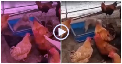 Video: Gà gật gù xem hai chú cún đấu vật