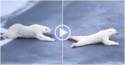 Video: Khoảnh khắc gấu Bắc Cực vượt qua mặt băng mỏng