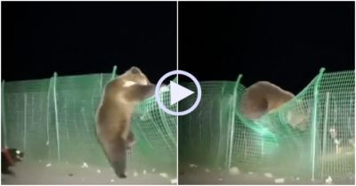 Video: Bị chó đuổi gấu nâu luống cuống vượt rào bỏ chạy