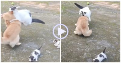 Video: Chó no đòn vì trót ôm mèo con