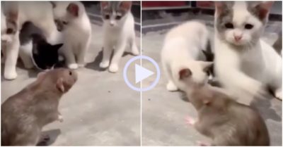 Video: Chuột tái mặt trước cú tát của mèo